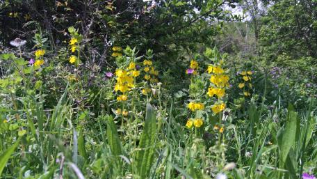 Wildflowers wallpaper