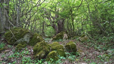 Forest in Golestan wallpaper