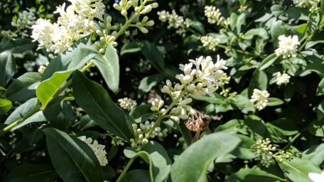 Delicate Blossoms and Busy Bees wallpaper