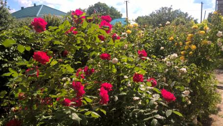 Vibrant Rose Garden in Full Bloom wallpaper