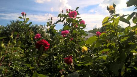 Vibrant Garden of Roses in Full Bloom wallpaper