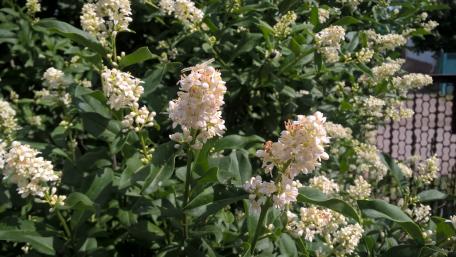 Delicate White Blossoms in a Lush Green Setting wallpaper
