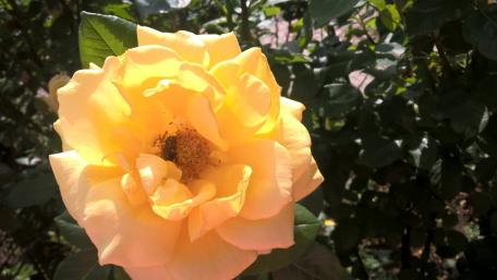 Sunny Yellow Rose in Blooming Garden wallpaper