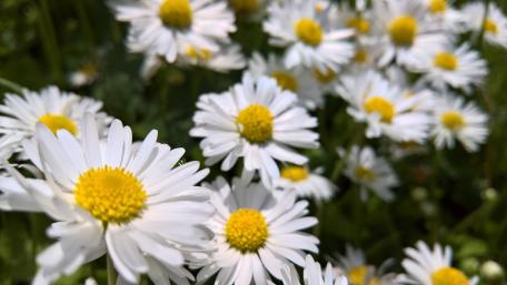 Radiant White Daisies in Bloom wallpaper