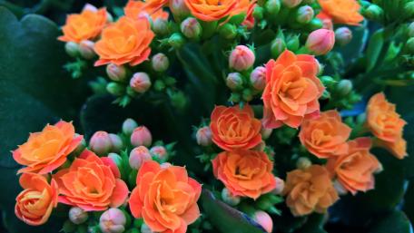 Orange Blossoms in Full Bloom wallpaper