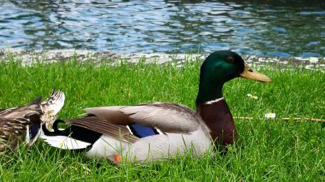 Vibrant Mallard Duck by the Water wallpaper