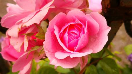 Pink roses wallpaper