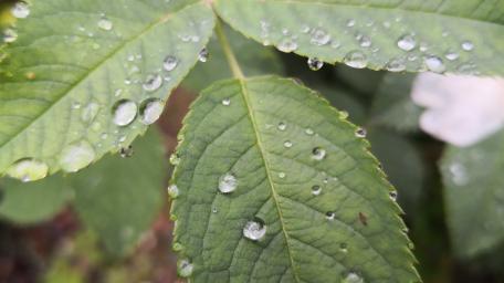 Nature's Tranquility with Water Droplets on Leaves wallpaper