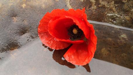 Red poppy wallpaper