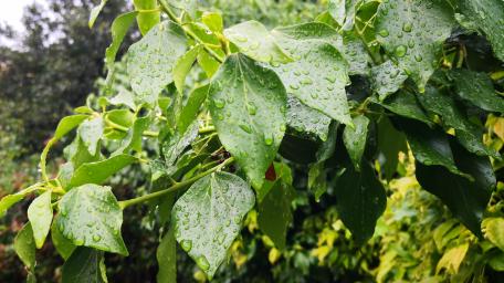 After rain wallpaper