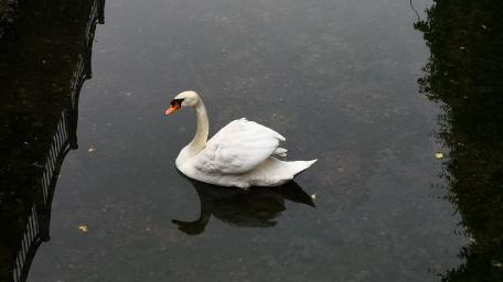 Graceful Swan in Serene Reflection wallpaper