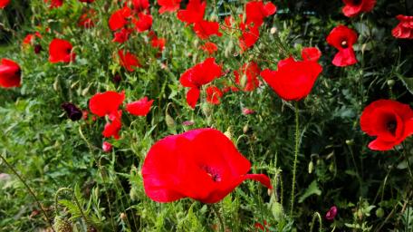 Vibrant Red Poppy Field Wallpaper wallpaper