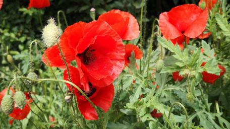 Vibrant Red Poppies in Bloom wallpaper
