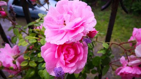 Blossoming Pink Roses After Rainfall wallpaper