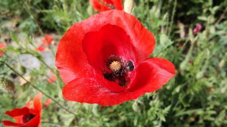 Vibrant Red Poppy Blooms in Nature wallpaper