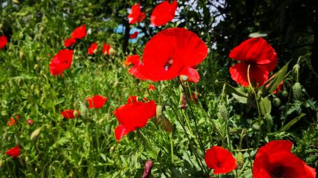 Vibrant Red Poppies in Full Bloom wallpaper