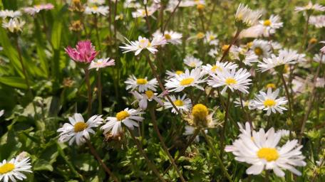 Radiant Meadow of Daisies and Blooms wallpaper