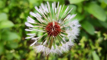 Delicate Dandelion Close-Up Wallpaper wallpaper