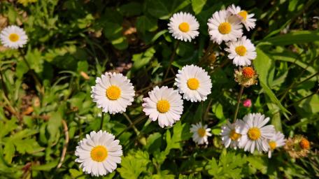 Delicate White Daisies in Greenery wallpaper