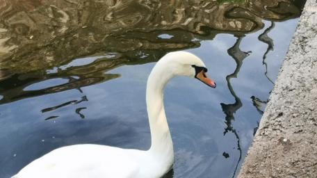 Elegant Swan Gliding on Water Surface wallpaper