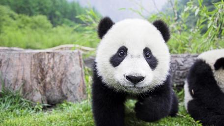 Cute Panda wallpaper