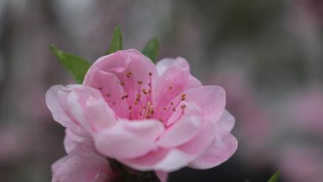 March peach blossom wallpaper