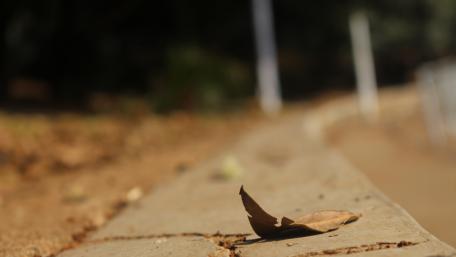Fallen autumn leaf wallpaper
