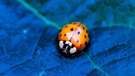 Ladybug wallpaper