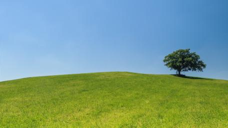 Tree in the distance wallpaper