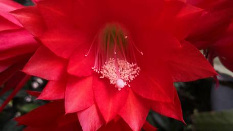 Red flower wallpaper