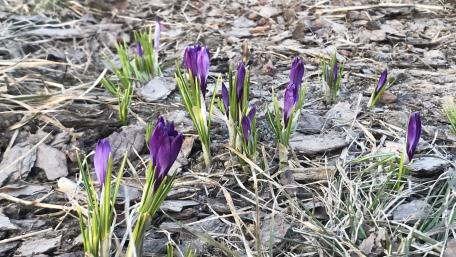 Crocuses wallpaper