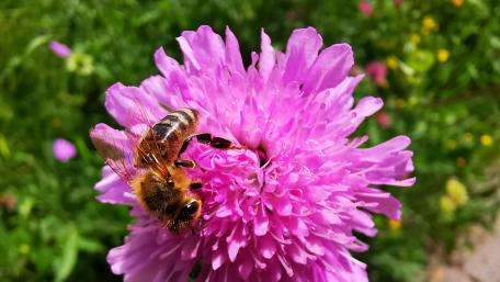 Bee on flower wallpaper