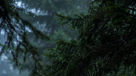 Rainy evergreen forest wallpaper