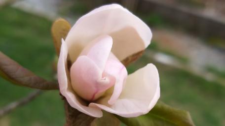 Delicate Magnolia Bloom in Nature's Embrace wallpaper