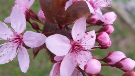 Delicate Pink Blossoms in Full Bloom wallpaper
