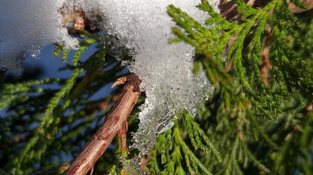 Frosty Nature's Beauty in Close-Up wallpaper