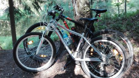 Bicycles Resting in Nature's Embrace wallpaper