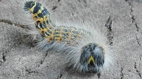 Striking Caterpillar in Close-Up Detail wallpaper