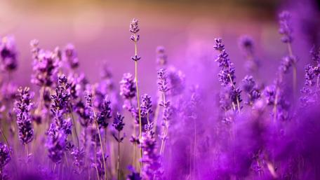 Purple lavender wallpaper