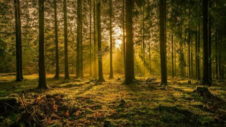 Sunlight in a forest wallpaper