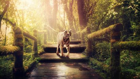 White tiger in sunlight wallpaper