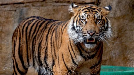 Tiger in zoo wallpaper