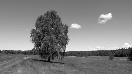 Birch with fleecy clouds wallpaper