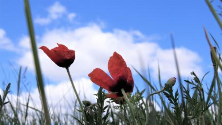 Poppy wallpaper