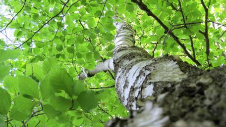 Trunk of a birch wallpaper