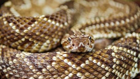 Intricate Patterns of a Stunning Snake Close-Up wallpaper
