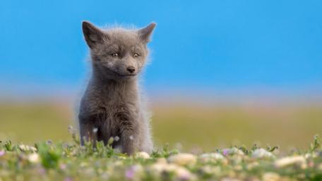 Adorable Baby Arctic Fox in Nature Scene wallpaper