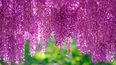 Wisteria wallpaper