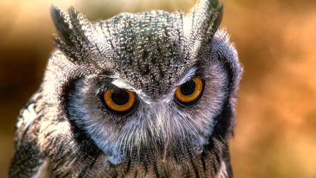 Majestic Owl Portrait in Stunning Detail wallpaper