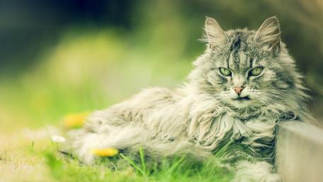 Serene Blurred Cat Relaxing in Nature wallpaper